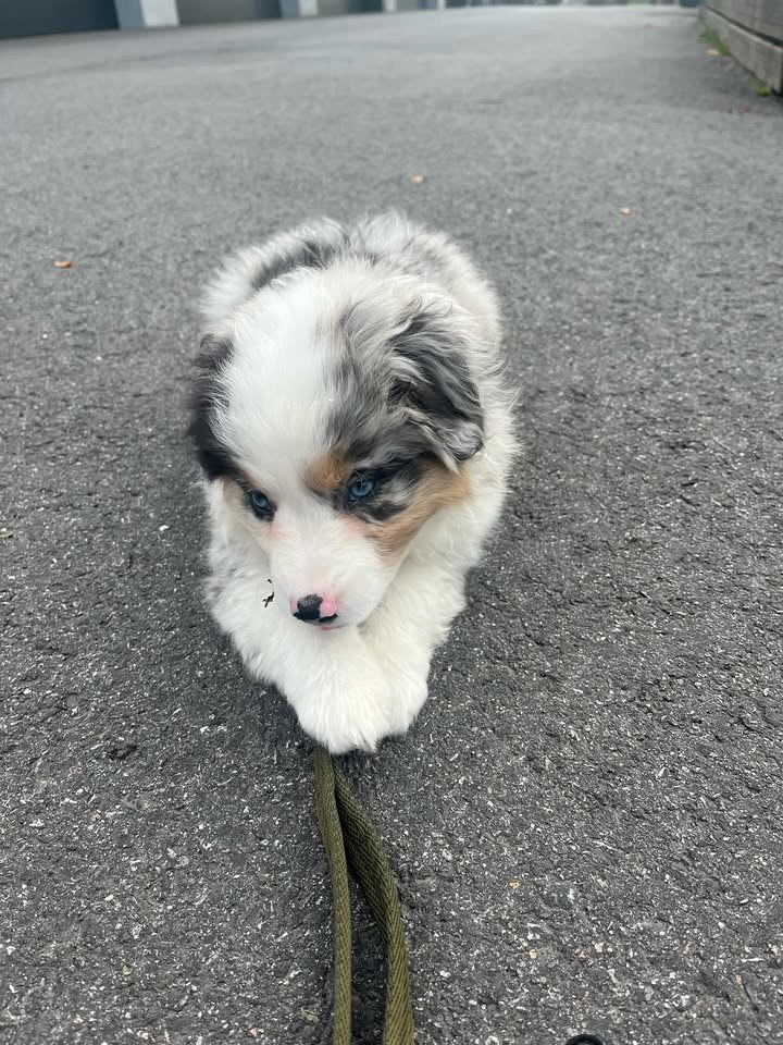 Jayden - Australian Shepherd Puppy